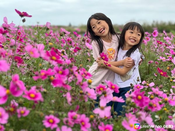 沖繩波斯菊花海