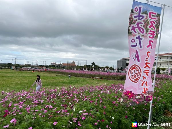 沖繩波斯菊花海