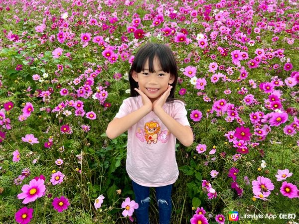 沖繩波斯菊花海