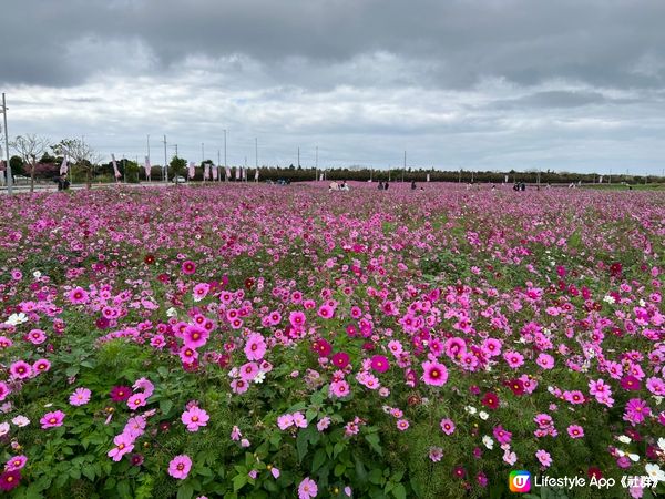 沖繩波斯菊花海