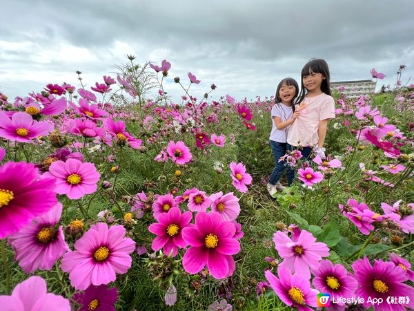 沖繩波斯菊花海