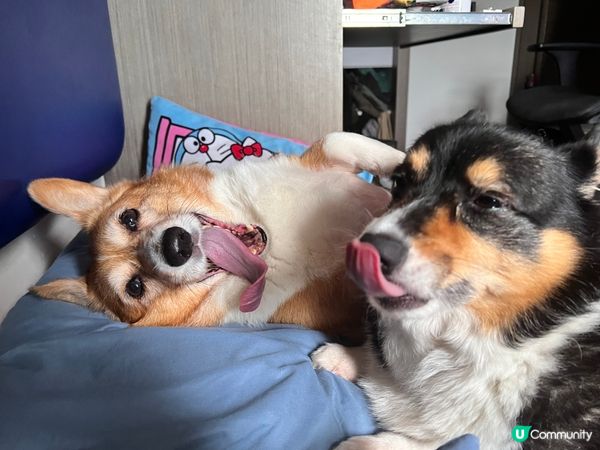 兩隻一齊伸脷嘅寶貝女女