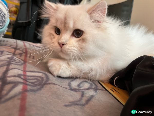 偷偷上床的貓咪🐱