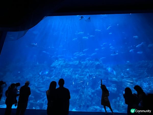 喺海洋公園除左有刺激好玩嘅機動遊戲，仲有令人目不暇給嘅海洋生...