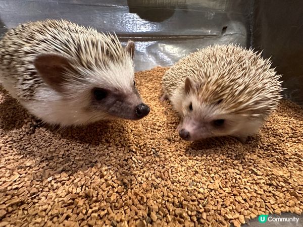 原宿-刺蝟Cafe🦔