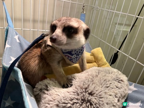 原宿-刺蝟Cafe🦔