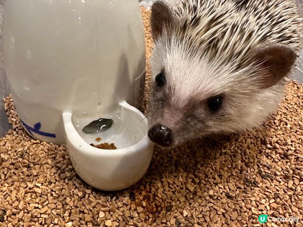 原宿-刺蝟Cafe🦔