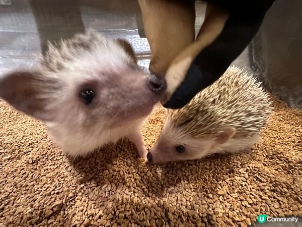 原宿-刺蝟Cafe🦔