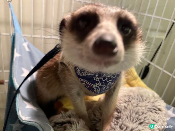 原宿-刺蝟Cafe🦔