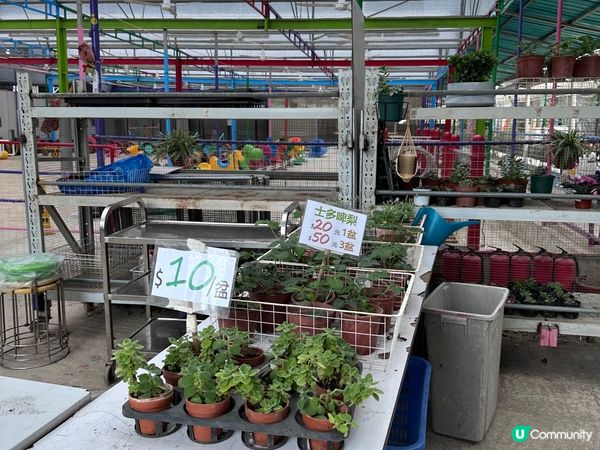 春日親子好去處-沙頭角禾田喜山種植園