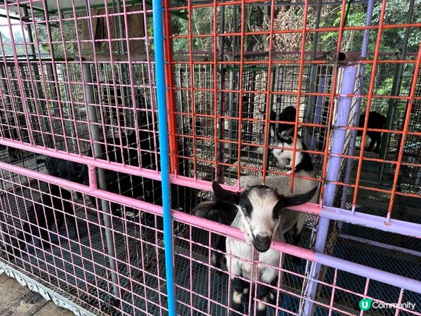 春日親子好去處-沙頭角禾田喜山種植園