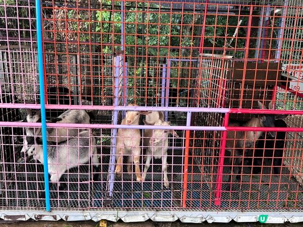 春日親子好去處-沙頭角禾田喜山種植園