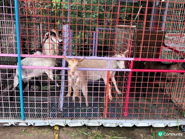 春日親子好去處-沙頭角禾田喜山種植園