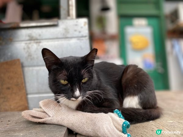 文青氣息滿滿，打卡好去處 ➡️ 牛棚藝術村