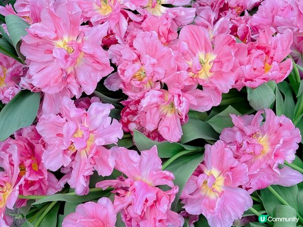 荷蘭🌀鬱金香2023🌷🇳🇱🌷