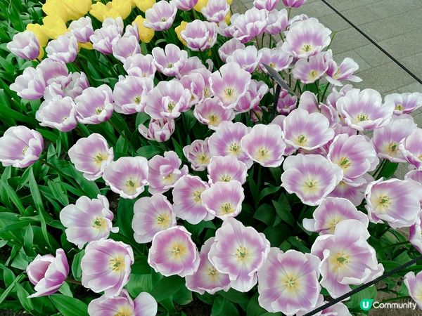 荷蘭🌀鬱金香2023🌷🇳🇱🌷