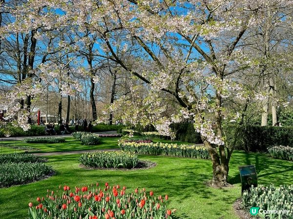 荷蘭🌀鬱金香2023🌷🇳🇱🌷