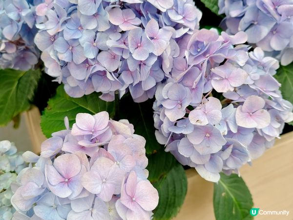 荷蘭🌀鬱金香2023🌷🇳🇱🌷