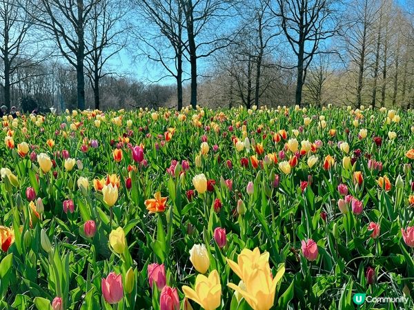 荷蘭🌀鬱金香2023🌷🇳🇱🌷