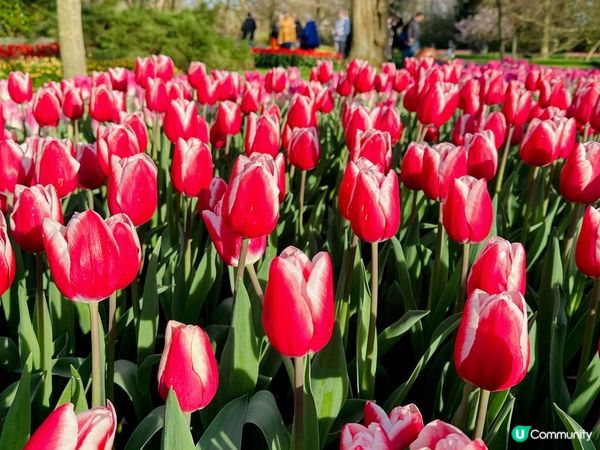 荷蘭🌀鬱金香2023🌷🇳🇱🌷