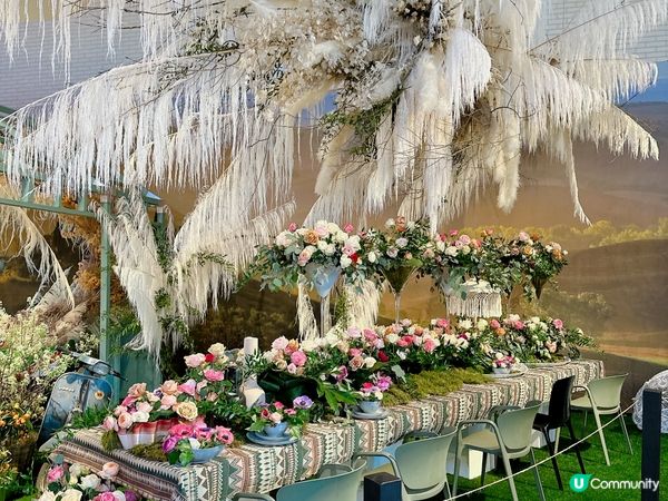 荷蘭🌀鬱金香2023🌷🇳🇱🌷