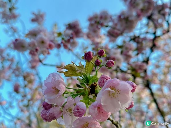 荷蘭🌀鬱金香2023🌷🇳🇱🌷