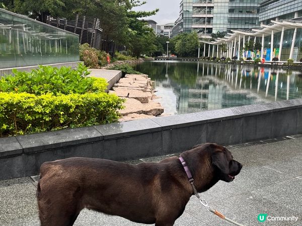 雨後！寵物打卡好去處💕