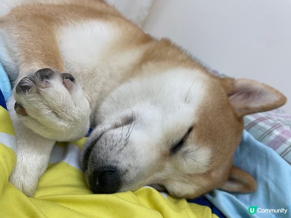 恭喜你見到我交叉手手瞓覺💤