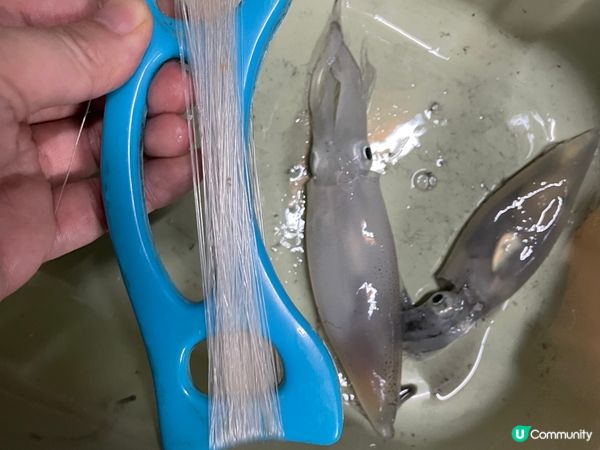 夏日出海chok 墨魚