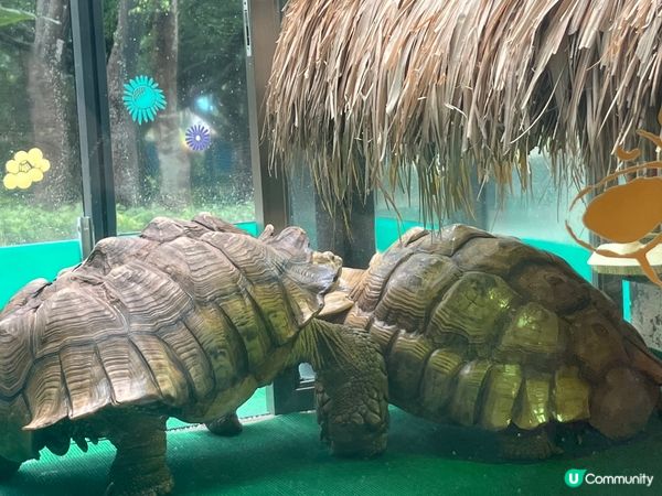 夏日下午茶推介 牛奶冰室