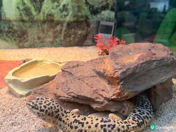 夏日下午茶推介 牛奶冰室