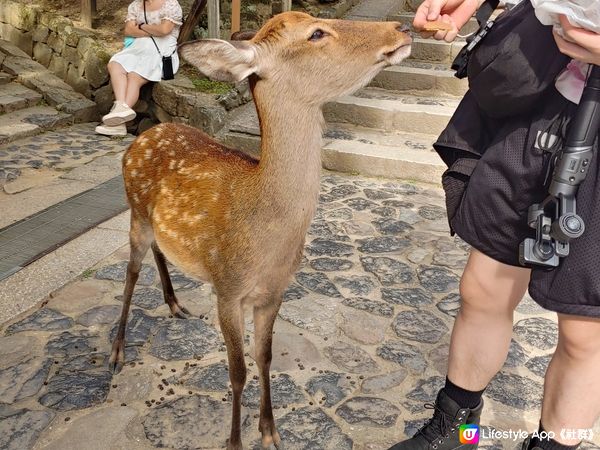 2023年9月的奈良公園