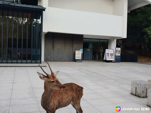 2023年9月的奈良公園