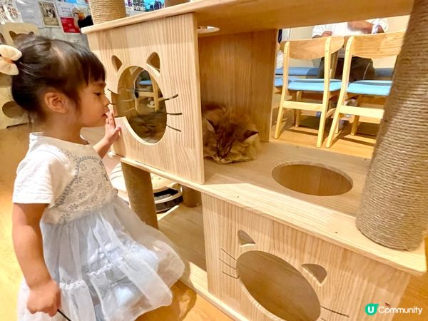 日系親子貓cafe~午餐$58起包飲品及任玩貓貓