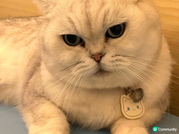 日系親子貓cafe~午餐$58起包飲品及任玩貓貓