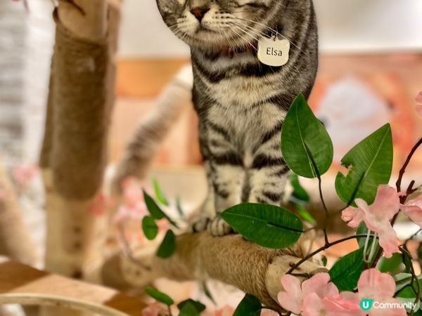 日系親子貓cafe~午餐$58起包飲品及任玩貓貓