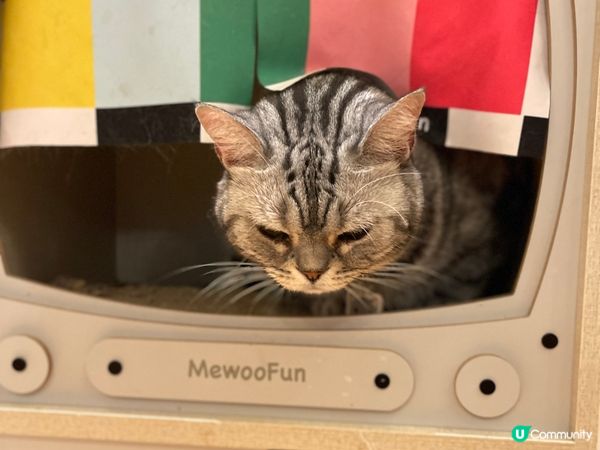 日系親子貓cafe~午餐$58起包飲品及任玩貓貓