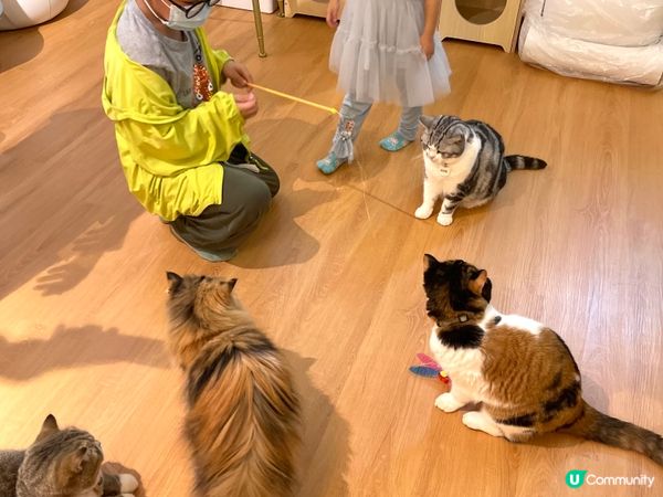 日系親子貓cafe~午餐$58起包飲品及任玩貓貓