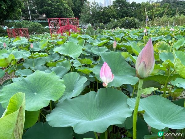 每年6 月就是澳門荷花節，人咁高大大朶荷花極醉人！