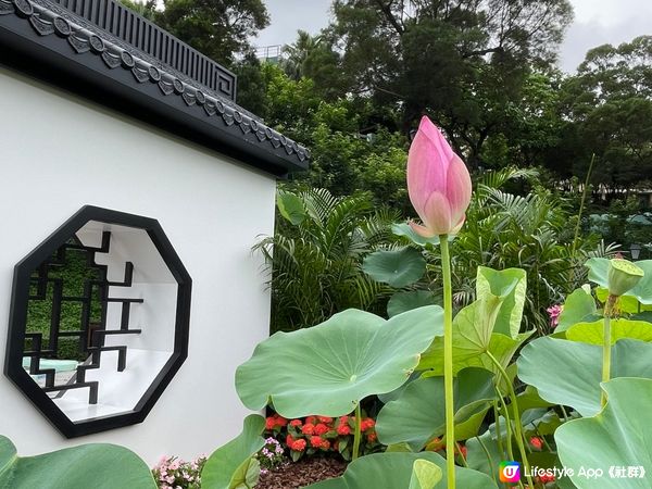 每年6 月就是澳門荷花節，人咁高大大朶荷花極醉人！