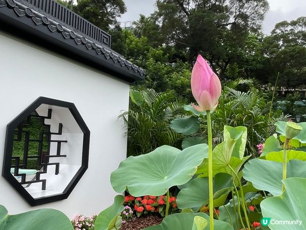 每年6 月就是澳門荷花節，人咁高大大朶荷花極醉人！