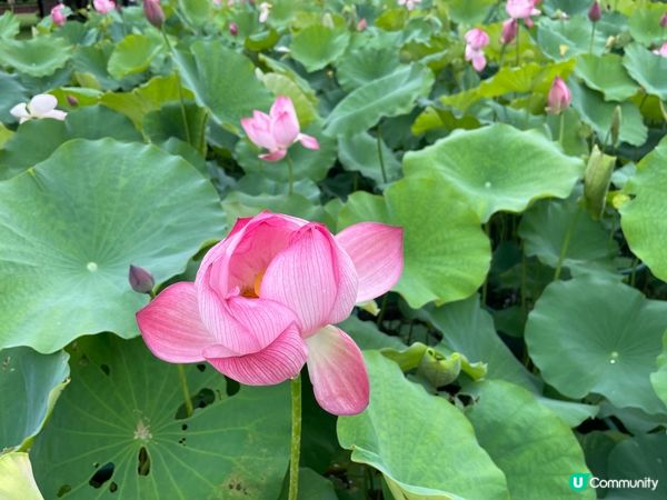 每年6 月就是澳門荷花節，人咁高大大朶荷花極醉人！