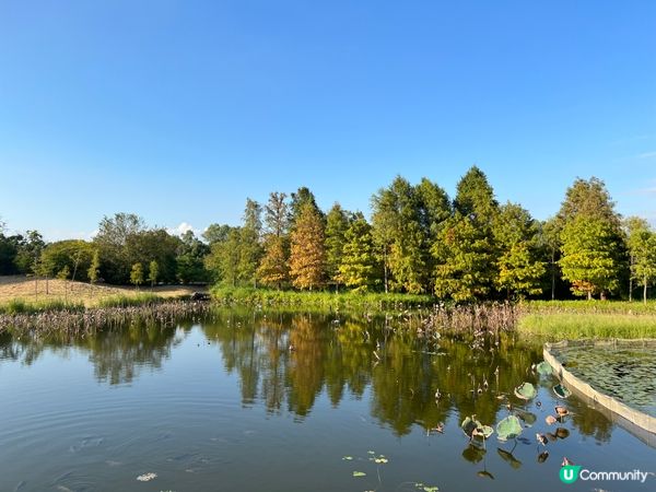 不止大棠 有紅葉落羽松的打卡景點