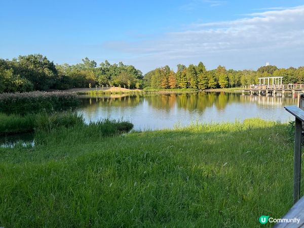 不止大棠 有紅葉落羽松的打卡景點