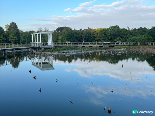 不止大棠 有紅葉落羽松的打卡景點