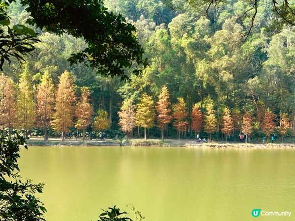 流水響水塘的落羽松開始轉紅啦🧡