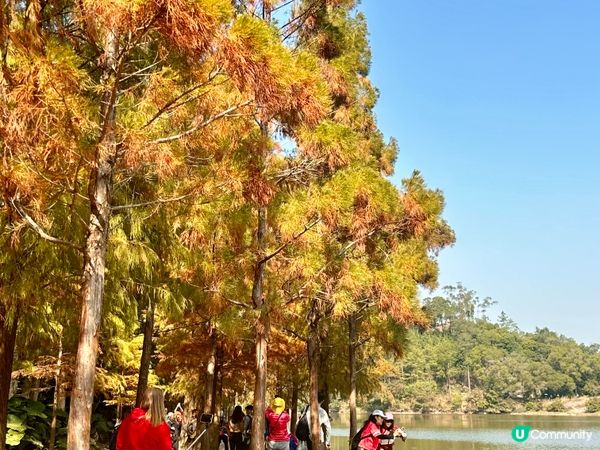 流水響水塘的落羽松開始轉紅啦🧡