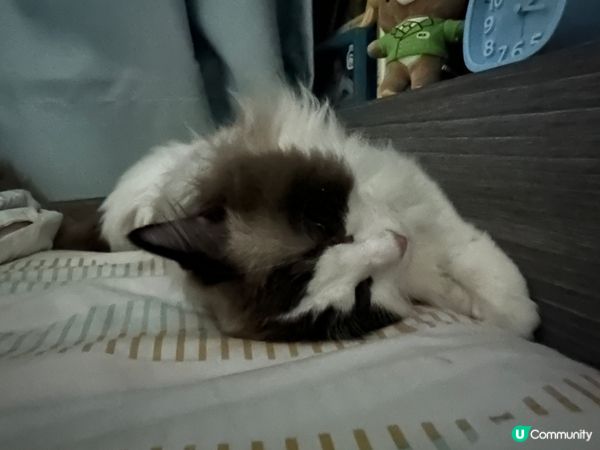 小肥豬訓覺都可愛過人