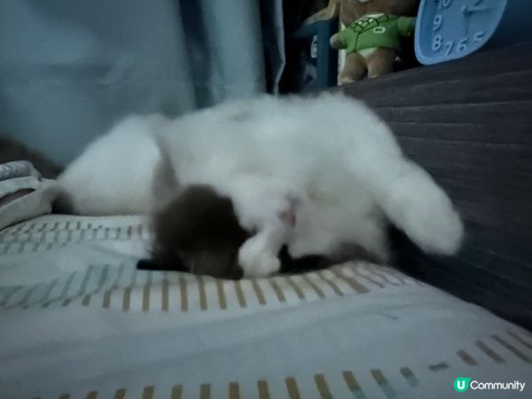 小肥豬訓覺都可愛過人