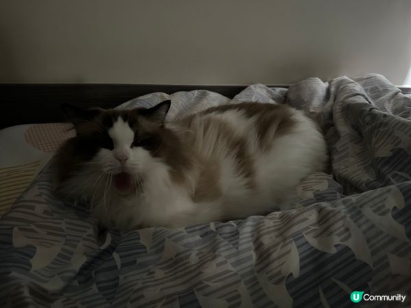 有冇主子都係唔怕凍，唔會捐入被竇？？